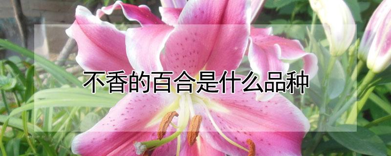 不香的百合是什么品种（不香的百合是什么品种图片）
