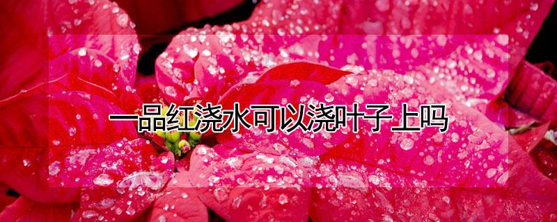 一品红浇水可以浇叶子上吗 一品红 浇水