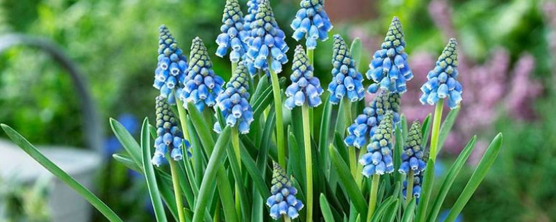 风信子开花后怎样处理 风信子开花后怎样处理视频