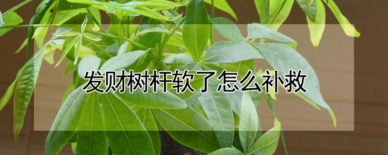 发财树杆软了怎么补救（发财树杆软了怎么补救图片）