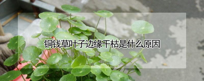 铜钱草叶子边缘干枯是什么原因（铜钱草叶子边缘干枯需要剪掉吗）
