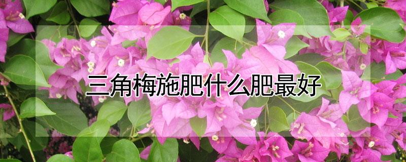 三角梅施肥什么肥最好 三角梅施什肥才开花