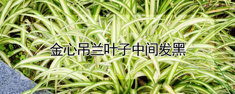 金心吊兰叶子中间发黑 金心吊兰叶子中间发黑什么原因