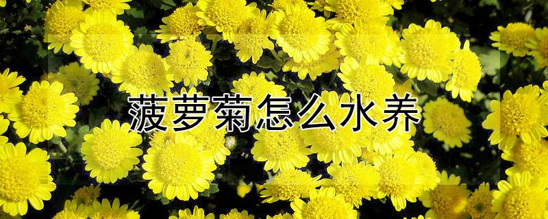菠萝菊怎么水养（菠萝菊在家养好不好）