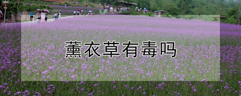 薰衣草有毒吗 薰衣草有毒吗 适合室内养吗