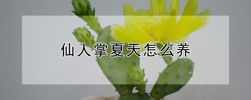 仙人掌夏天怎么养 仙人掌夏天怎么养活