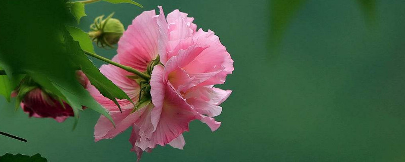 芙蓉花是哪里的市花 1966年7月7日出生是什么命
