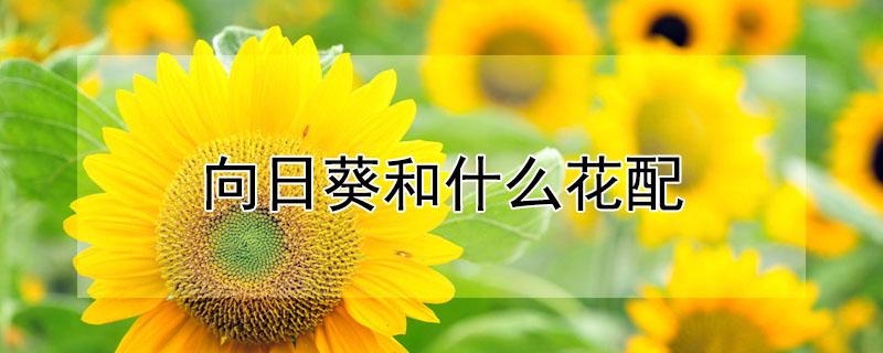 向日葵和什么花配 向日葵和什么花配一起好看