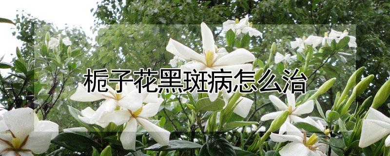 栀子花黑斑病怎么治（栀子花长黑色斑点）