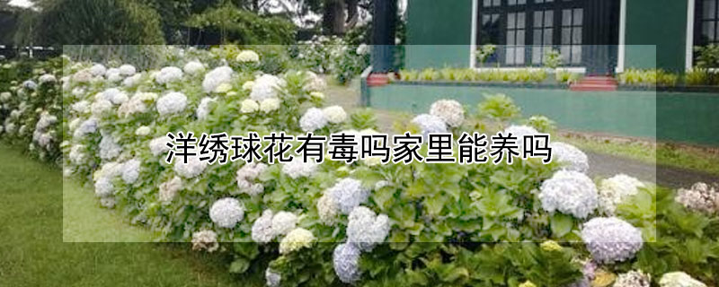 洋绣球花有毒吗家里能养吗（洋绣球花对人体有什么害处）
