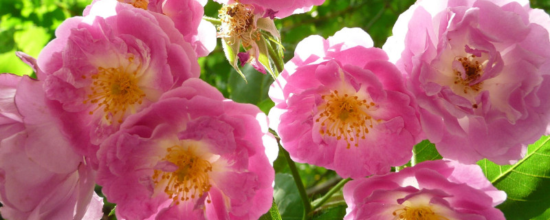 蔷薇花能在室内养吗（蔷薇花能在室内养吗风水好吗）