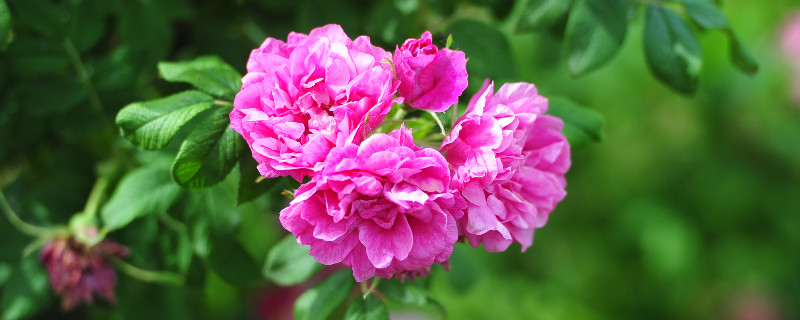 蔷薇花能长多高（蔷薇花能长多高?）