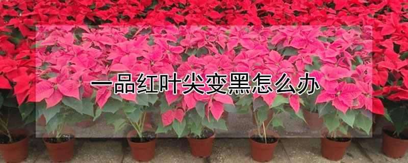一品红叶尖变黑怎么办 一品红叶尖干发黑