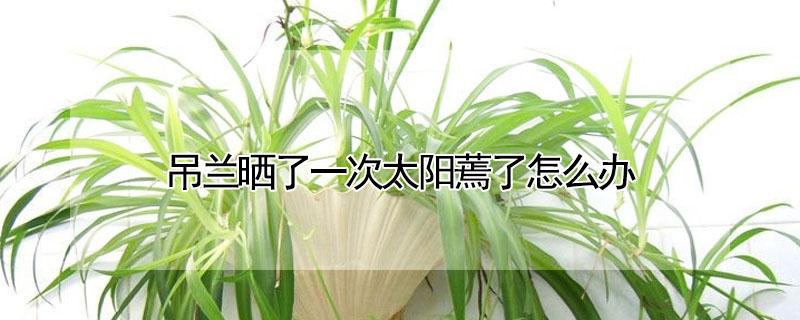 吊兰晒了一次太阳蔫了怎么办（吊兰晒了一次太阳蔫了怎么办视频）