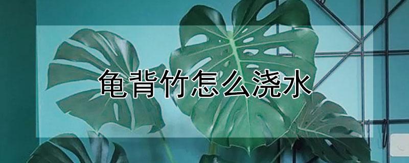 龟背竹怎么浇水 龟背竹怎么浇水视频