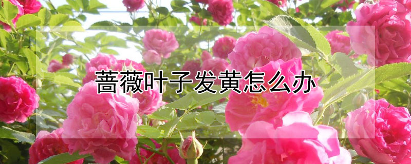 蔷薇叶子发黄怎么办 蔷薇叶子发黄怎么挽救