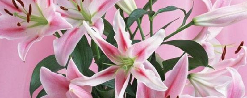 百合花能放卧室吗 百合花放客厅大忌