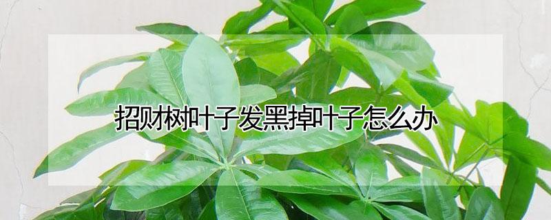招财树叶子发黑掉叶子怎么办（招财树叶发黑什么原因）