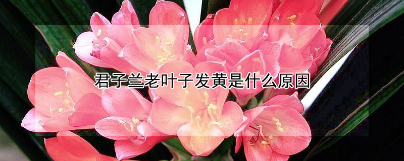 君子兰老叶子发黄是什么原因 君子兰叶子发黄是什么原因?君子兰怎么养才能花繁叶?