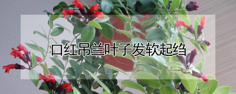 口红吊兰叶子发软起绉（口红吊兰叶子发软起绉怎么回事）