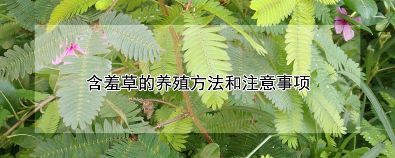含羞草的养殖方法和注意事项（含羞草毒性有多强）