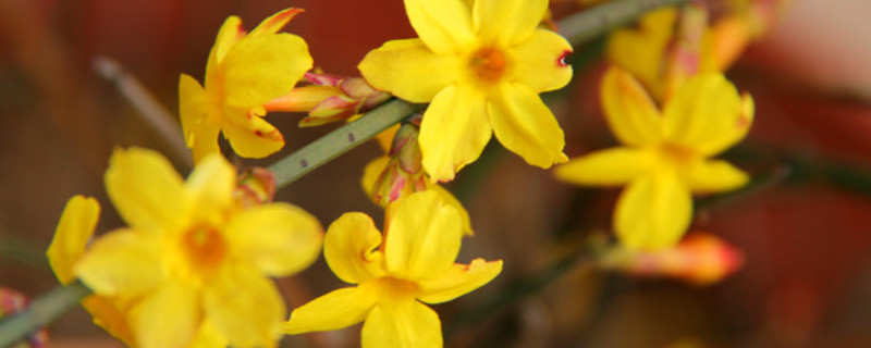 迎春花果期（迎春花果实）