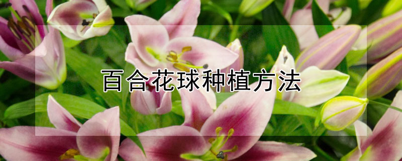 百合花球种植方法 百合花球如何种植