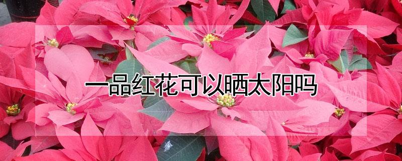 一品红花可以晒太阳吗 一品红花能过冬吗