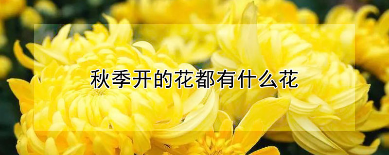 秋季开的花都有什么花（秋季开的花都有哪些花?）