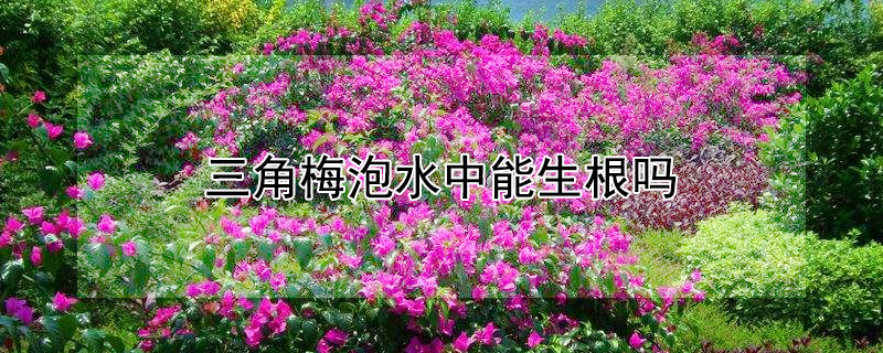 三角梅泡水中能生根吗（三角梅泡水里能生根吗）