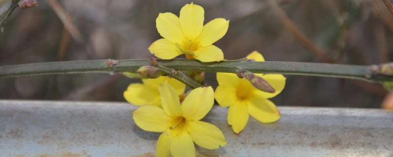 迎春花可以水培吗（迎春花可以水培吗?）