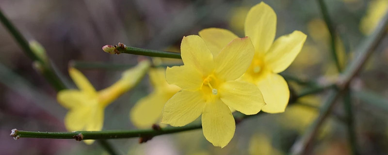 迎春花有几种颜色（迎春花有几种颜色?分别是什么?）