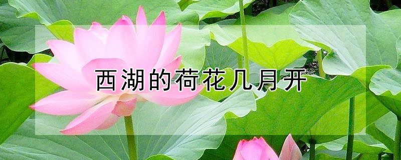 西湖的荷花几月开 西湖的荷花几月开花