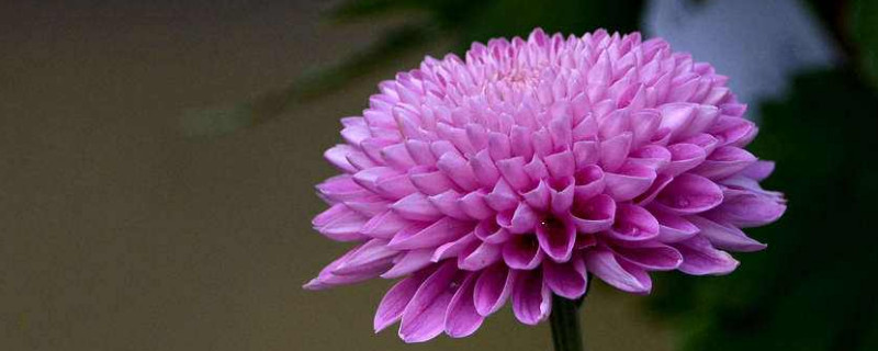 水培菊花的养殖方法（水培菊花怎么养）