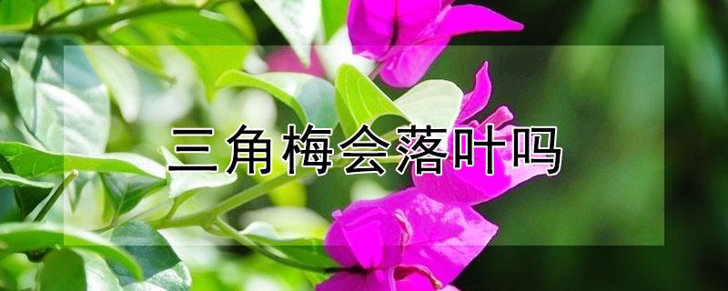 三角梅会落叶吗 三角梅会落叶吗怎么养