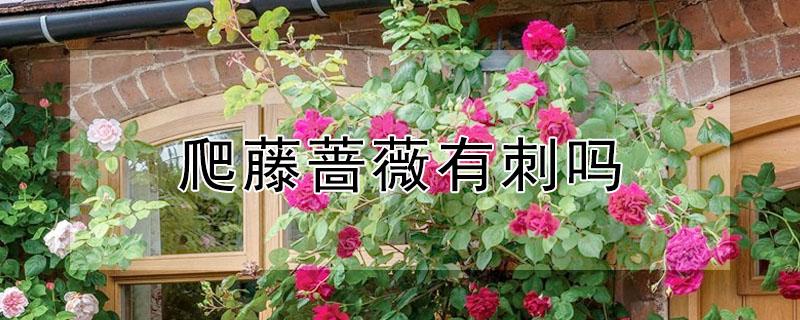 爬藤蔷薇有刺吗 爬藤蔷薇有刺吗图片