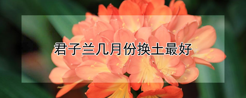 君子兰几月份换土最好 君子兰几月换土换盆最好