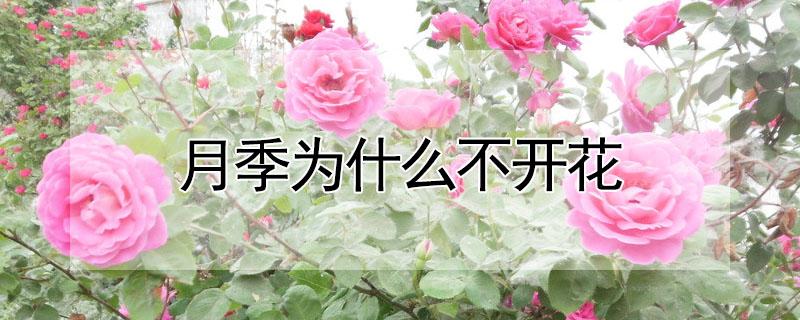 月季为什么不开花（月季为什么不开花呢）