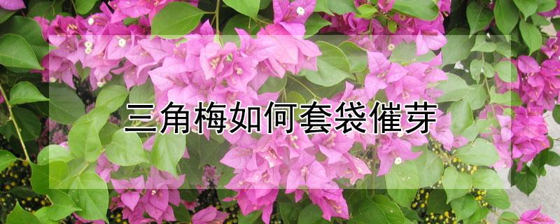 三角梅如何套袋催芽 三角梅如何套袋催芽是密封还是不密