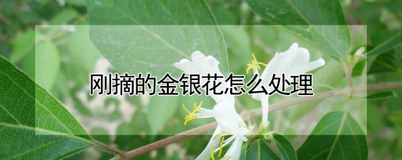 刚摘的金银花怎么处理 刚摘的金银花怎么处理不变黑