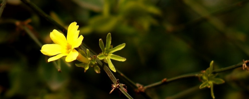 迎春花与杜鹃花的对比 迎春花与杜鹃花的对比图片