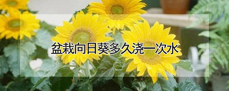 盆栽向日葵多久浇一次水（盆栽向日葵多久浇一次水比较好）