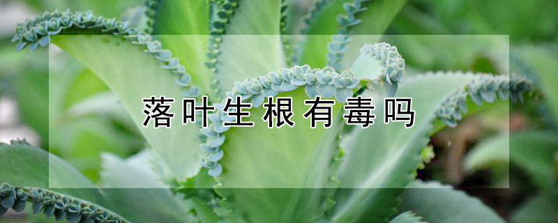 落叶生根有毒吗（落叶生根药用价值）