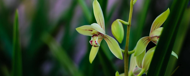 兰花花期可以施肥吗 兰花花期能不能浇水