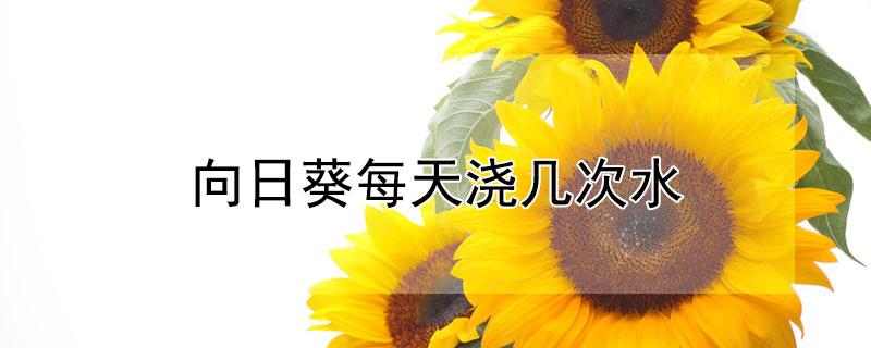 向日葵每天浇几次水 向日葵每天浇几次水最好