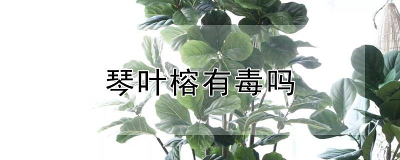 琴叶榕有毒吗（琴叶榕有毒吗室内养吗）