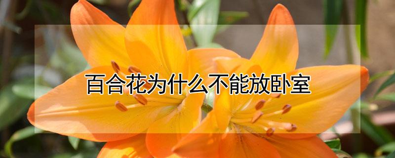 百合花为什么不能放卧室 百合花为什么不能放卧室里面