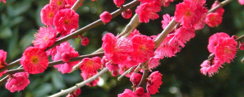 梅花夏天落叶还能活吗 梅花夏天落叶是什么原因