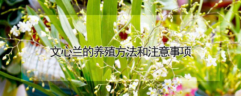 文心兰的养殖方法和注意事项（文心兰的养殖方法和注意事项文心兰叶子发黄）