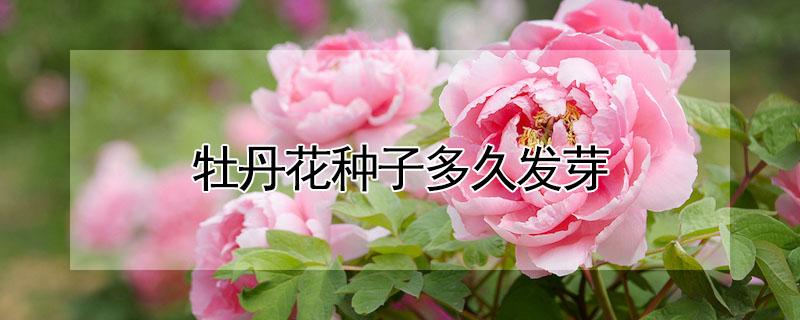 牡丹花种子多久发芽（牡丹花种子多久发芽出苗）